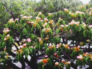 Close-up of flowering plants