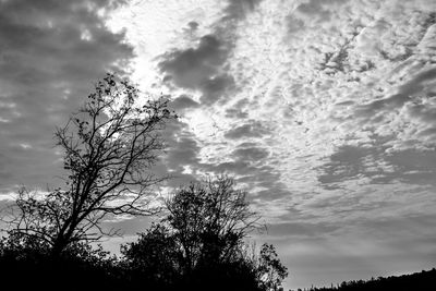 Silhouette of trees against cloudy sky