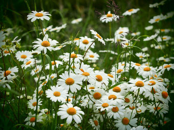 Close-up of white daisy flowers on field