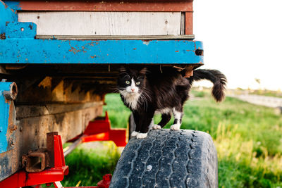 Portrait of cat standing on tractor tire at farm