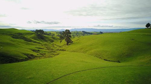 Scenic view of green landscape against sky