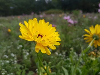 Close-up of yellow flowering plant on field