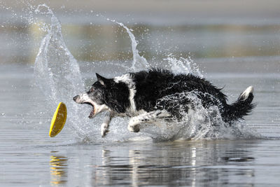 Full length of a dog in water