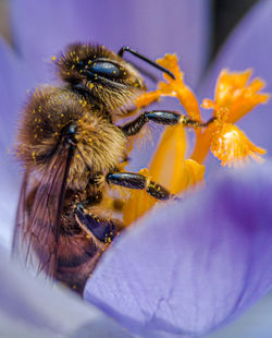 Close-up of bee pollinating on flower