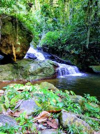 Scenic view of waterfall in forest