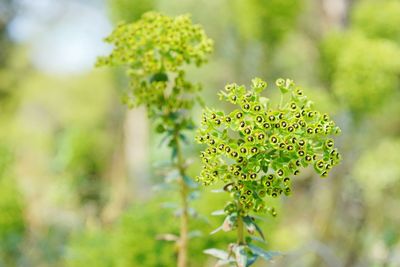 Close-up of flowering plant on field