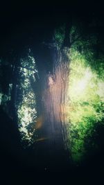 Close-up of trees in forest