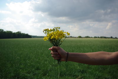 Cropped image of woman holding yellow flowers on field against sky