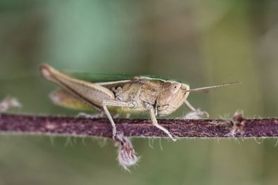 Close-up of insect on leaf