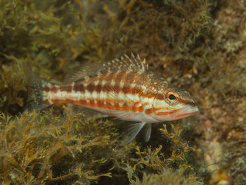 Serranus cabrilla