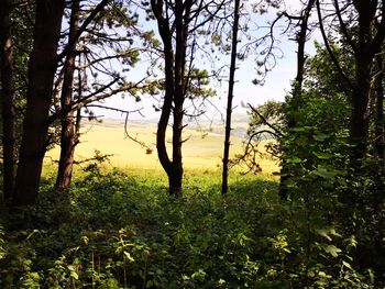 Trees on field in forest against sky