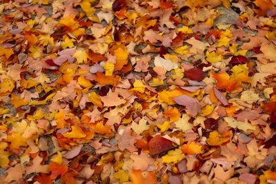 Full frame shot of autumn leaves