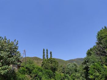 Plants and trees against clear blue sky