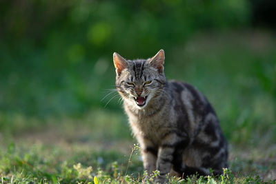 Portrait of a cat on a field