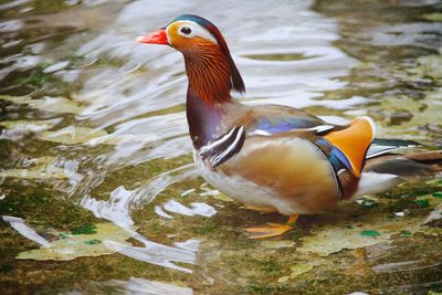 Mandarin duck / aix galericulata