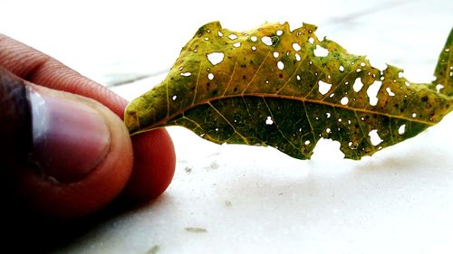 Close-up of hand holding leaf