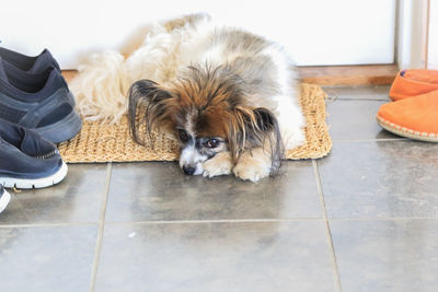 High angle view of dog relaxing on floor at home