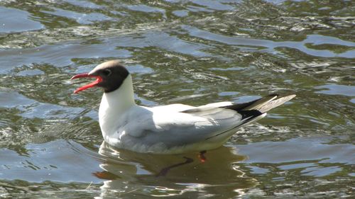 Birds swimming in lake