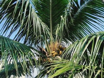 Low angle view of palm tree