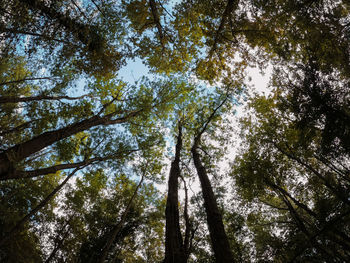 Low angle view of pine trees against sky