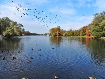 Birds flying over lake