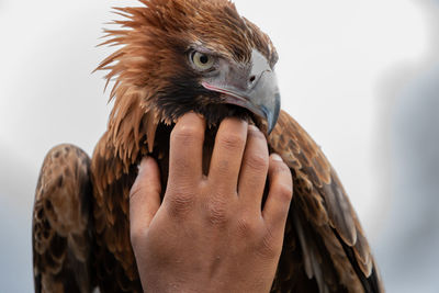 Close-up of hand feeding bird