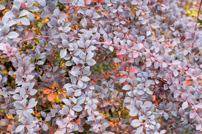 Close-up of purple flowering plants