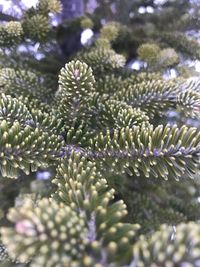 Close-up of pine tree during winter