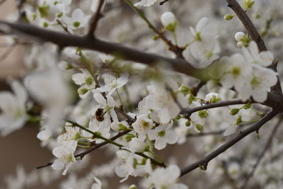 Close-up of cherry blossoms in spring