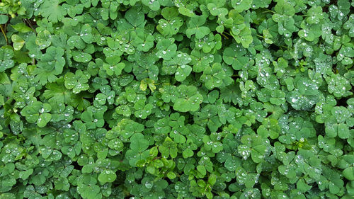 Full frame shot of water drops on clover leaves