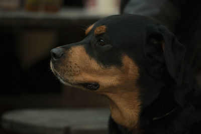 Side view of rottweiler