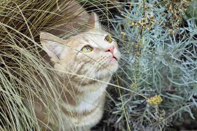 Portrait of a cat