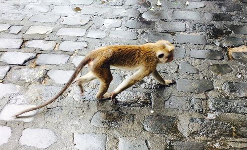 Squirrel sitting on floor