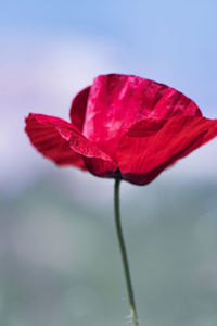 Close-up of red rose flower