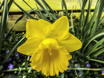 Close-up of yellow flower blooming outdoors