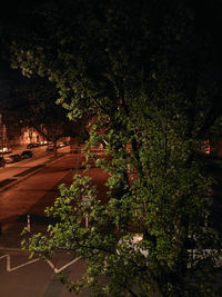 View of trees at night