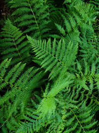 Full frame shot of fern tree