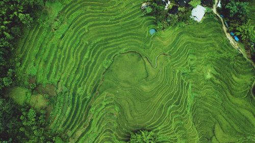 Full frame shot of agricultural field