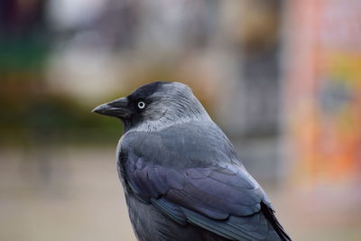 Close-up of bird perching outdoors