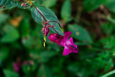 Close-up of pink flowering plant