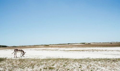 Scenic view of desert against clear sky