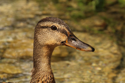 Portrait of a ballard female 