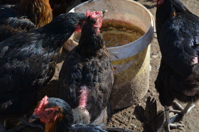 Close-up of free range chicken on land