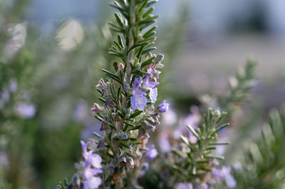 Close-up of purple flowering plant