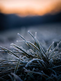 Morning frost