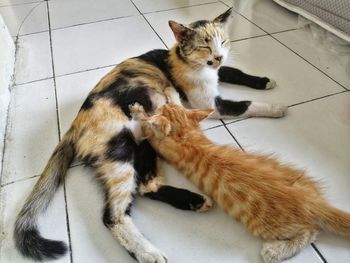 High angle view of cat sitting on floor