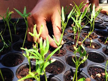 Close-up of hand holding plant