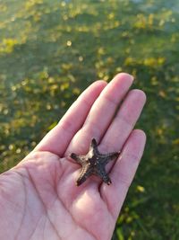 Close-up of hand holding a starfish