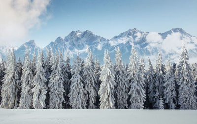 Majestic landscape with forest at winter time. scenery background.