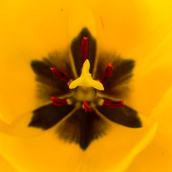 Close-up of yellow flower